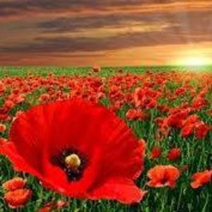 Meet your Posher, Tricia